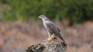 Female Northern Goshawk Accipiter Gentilis Bird: vídeo stock (100% livre de direitos) 1066524109 | Shutterstock
