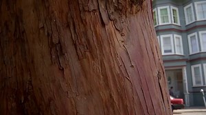 San Francisco woman kills, dismembers roommate
