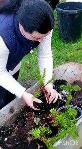 48 reactions | Happy productive day  Growing trees from seeds is so rewarding! Getting ready for Conwy Seed Fair #farm #farming #growyourown #trees #grateful #conwy #conwyseedfair #plantd #allotment | Welsh cottage by Zina | Facebook