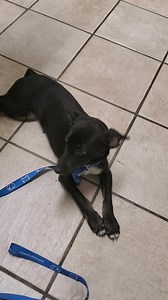 1.7K views · 53 reactions | SOS! Gillespie needs a home! One of the cats he's being fostered with, has decided to bully poor Gillespie. He's a favorite of our volunteers, loves to be petted and held, and has the best cheeks ever. Please help get him into a loving home ASAP. The adoption application is at www.northcountrypetadoption.org | North Country Pet Adoption Services | Facebook