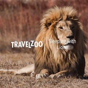 7.7K views · 23 reactions | You can now sleep next to lions at this incredible lodge! 女  @ggconservation | Travelzoo | Facebook