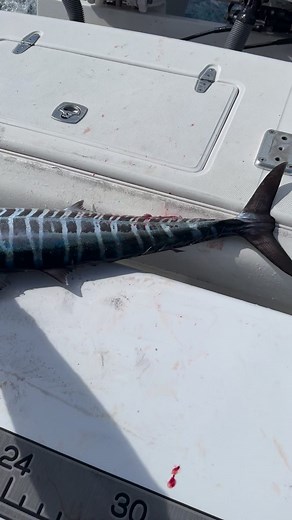 Stripes on deck #Fishing #OffshoreFishing #trolling #SaltwaterFishing #CharterCaptain #SouthFlorida #CharterFishing #Florida #Vacation #Excursion #Excursions #ThingsToDo #FortLauderdale #MiamiBeach #PompanoBeach | Florida Outdoors Company