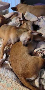 66 reactions · 3 comments | Hector has been a challenge. He was very abused and is very dog aggressive and anxious   But we are getting there, slowly, but surely! Look at Buddy rubbing all over him and him just being sweet!!! 'The dogs are loud' | Bubbles the two legged weiner dog | Facebook