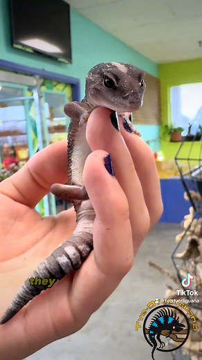 What's almost exactly like a leopard gecko but tropical? 🌴 That would be the African Fat Tail Gecko! Aren't they absolutely ADORABLE? 🥰 I think everybody needs one of these in their life. #gecko #cute #toocute #funfacts #spotlight #showcase #pets | The Tye-Dyed Iguana