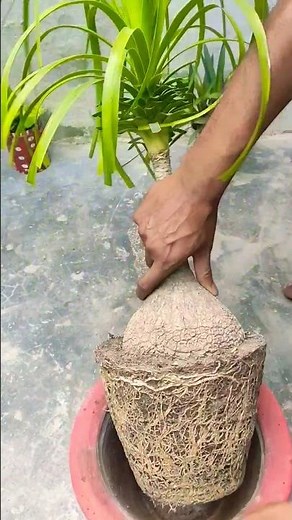 how to repot Ponytail palm #viralsorts