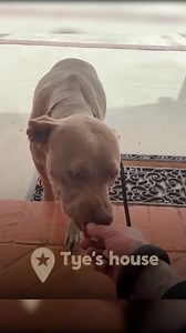 9.4K views · 842 reactions | Pittie Rescued From Chain Turns Out To Be Pregnant #dog #dogsoftiktok #pet #animals #viral | Jack and Roll | Facebook