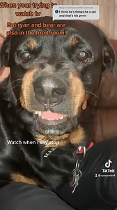 Asking my Rottweiler for his guard dog face. And to stop growling. | The Rottweiler