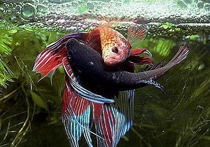 Unveiling the Secrets of Betta Reproduction: From Nest to Fry | Hotmart