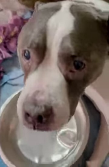 Auggie & Company on Reels