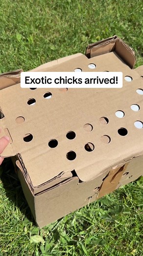 Exotic Chicks from Feather Lover Farms — New Additions!