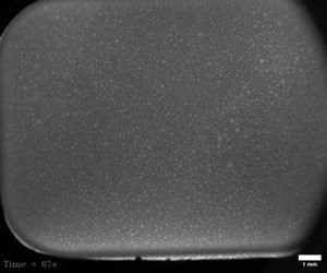 A study explores how wet foams “coarsen” in #microgravity, as many small bubbles combine into fewer large bubbles. Unexpectedly, the authors found that some small bubbles persist, roaming the foam. In PNAS: https://ow.ly/r3Jh50PNUle | PNAS