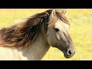 HORSE - CABALLO - Sound Effect (HD)