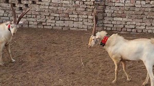 Narejo Goat Farm Sindh Pakistan | Narejo GOAT FARM