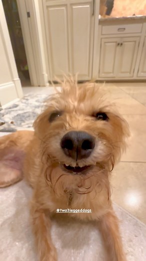 Livin’ & smiling’ in the kitchen #pippadog #dogreels #two3leggeddogs #rescuedog #jeanie | Jeanie & Pippa; Two 3-Legged Dogs
