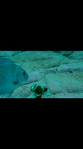 Merimbula snapper | Trapman Australia