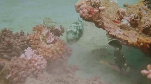 Soft Corals Order Alcyonacea Sway Beside Stock Footage Video (100% Royalty-free) 3880886511 | Shutterstock