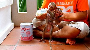 OMG !!! Orphan Baby Monkey AVA Is Crying Loudly COZ Baby ALDO Not Give The Milk Him | Baby AVA Monkey mod