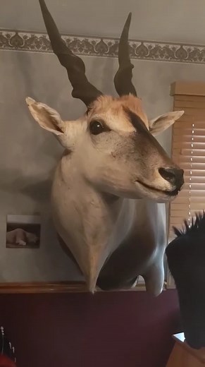 From Rod Van Horn #taxidermy #animals #art #deer #wildlife #hunting #trophyhunting #deermount #whitetail | Cpacify Maris