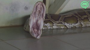 664K views · 3.2K reactions | Say hello to Lady Daw Saw Nan Wei, an enormously fat 125-year old python that's believed to be the reincarnation of a princess from Myanmar's Shan State. She doesn't do much besides occasionally yawn whilst being worshipped by pilgrims, but every 40 days she's fed 10 chickens. So she has that going for her. | Coconuts | Facebook