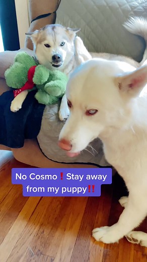 ✨Cali•Huskyteerz✨ on TikTok