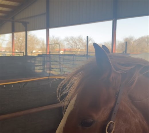 Wild Eye Ranch on Reels