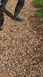 Uggeshall Spaniels - Breeding Working Springers, Cockers and Sprockers on Reels