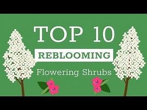 Top Reblooming Flowering Shrubs
