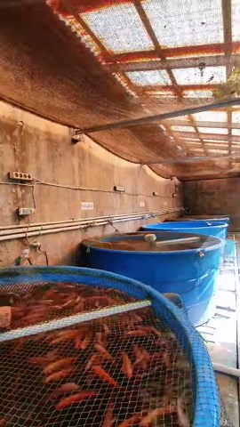 1.3K views · 41 reactions | Fish farming in residential and urban...