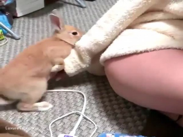 Rabbit