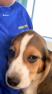 A company that bred beagles for research pleaded guilty to neglect and was ordered to pay a record $35M fine. | Brut