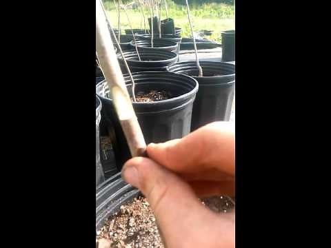 How to graft (chip bud) pawpaw trees.