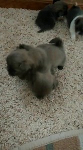 44 reactions · 12 comments | AKC Shih tzu.... blue and a blue & white girl | Richmond Kennel | Facebook