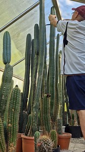 Removing the tip of my columnar Cactus! | Cactus Jerk