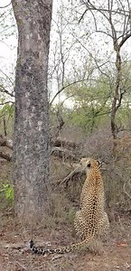 35K views · 1K reactions | Female leopard Tiyani climbing marula tree # impala kill #Today #safari #experience EP area | Africa Journey Nature Experience | Facebook