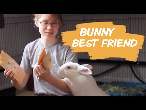 Living With a House Rabbit