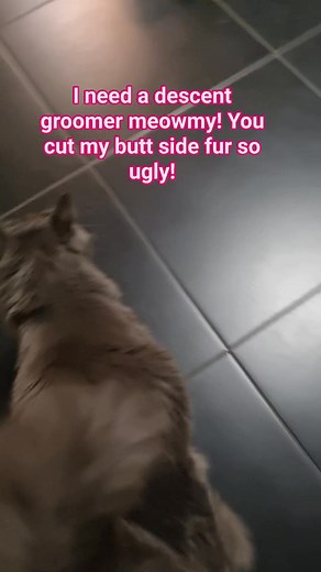 Do you trim your cat's butt side fur? I regularly trim their fur. For me to easily wipe their butt after using the litter box. Tyra used to lick after she use the litter box. And then when i am asleep , she will just groom me.. so gross right? So i always wipe her butt if I catch her using the litter box. They are my babies! #catgroomer #cat #catsofinstagram #catlover #catoftheday #catloversclub #catsoftiktok #cats #catstagram #catsoffacebook #cats_of_world #furbaby #furbabies #FurryFriends #mai