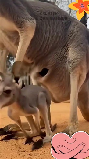 Baby kangaroo_s first steps _wildlife _animals | Badgerland Birding