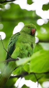 Ring neck parakeets in London! 🦜 Now these guys can bully native birds using their size and strength to their advantage, but luckily so far they aren’t having any major impacts on our native species here in the UK! So for the time being they’re a nice colourful addition to our fauna . . . #uk #ukwildlife #wildlifephotography #bird #nuts_about_birds #parakeets #london #wildlifefilm #richmondpark | Jacob Rheams Photography