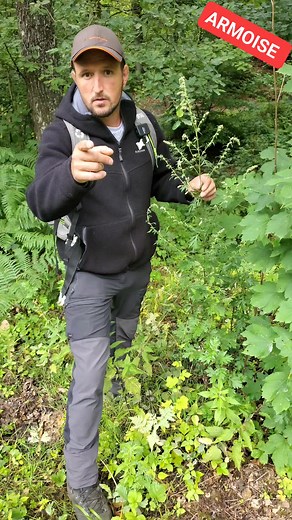 🌿Armoise (Artemisia vulgaris L.) ASTERACĖES ⁉️Saviez-vous que son principal usage, au jardin, est répulsif ? L'armoise contient en effet de la thuyone, qui est un répulsif efficace contre les insectes, rongeurs, escargots et limaces. Pour l'utiliser, on en fait du purin ( une macération longue jusqu'à fermentation.). ➡️ Description : grande plante vivace de 60 cm-l m 40, peu remarquable, odorante au froissement (surtout les inflorescences), formant souvent des colonies. ➡️Tiges : dressées, rame