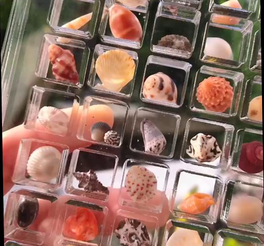 Fanxbox Acrylic Magnetic Seashell Display Box, Transparent Acrylic Seashell Storage Box Display Box, Jewelry Display Cases Container, Small Craft Organizers for Bead, Nail, Jewelry, clear