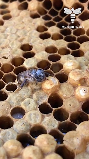 Worker Bee Life Cycle: Adult Day 1 - Immediately after she breathes For her first time, The neverending work begins Being tasked by old bees to clean the cells | OneQueen.ro