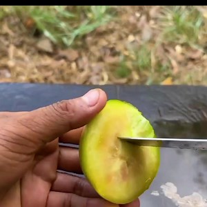 37K views · 190 reactions | Propagate MAngo tree using from sprout using tomato Great results. #ftuits #agriculture #propagating #fruitlover #mango #mangoes Crop farming south africa | Violita Padayon | Facebook