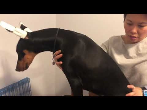 Posting Doberman ears - Half post zip tie method.