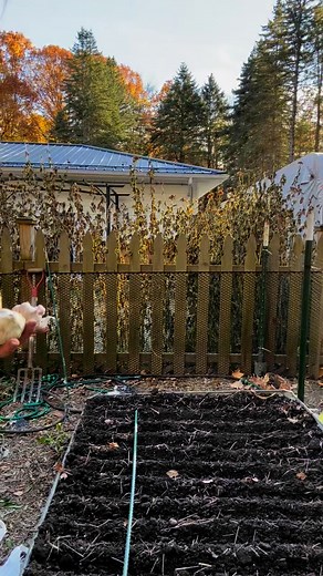 Put in 2 full beds of organic hard neck garlic! They will overwinter and be ready to harvest next summer! Hopefully will be able to have garlic scapes on the farmstand next spring/summer. The rule of thumb for our zone 5b is to plant around Halloween and harvest around July 4th. | The Rusty Rake Homestead