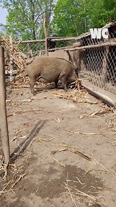 55K views · 324 reactions | How Wild Boars Prepare for Giving Birth | Watercooler | Facebook