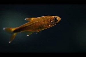 Aquarium Fish Silver Tipped Tetra Tetra: stockbeeldmateriaal en -video's (rechtenvrij) 9099668 | Shutterstock
