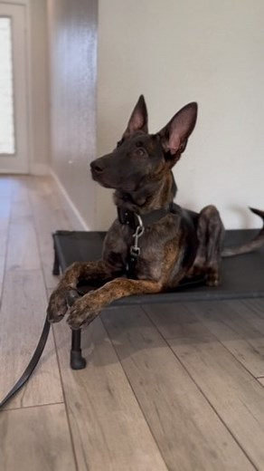 1.9K views · 29 reactions | The three D’s of dog training! Distraction Distance Duration Regardless of what your favorite D is, implement these incrementally into your dog training to really proof your obedience! #dodgeball #ds #proof #distance #duration #distraction #dogtraining #tips #dodge #comedy #funny #jokes | that.shepherd.girl | Facebook