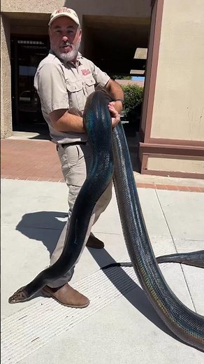 Breathtaking Rainbow Reticulated Python🤩🙌