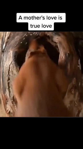 Mother Squirrel Caring for Newborn Babies in Tree