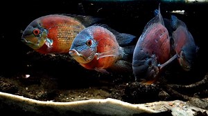 Heros severus від Jim Cumming😍🥰😘🤩 | Акваріум